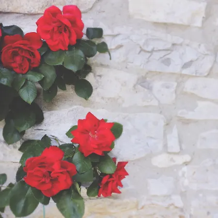 Il Colombaio Di Cencio *