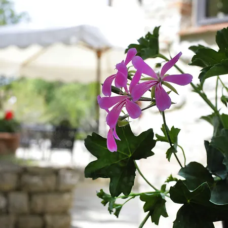 Il Colombaio Di Cencio